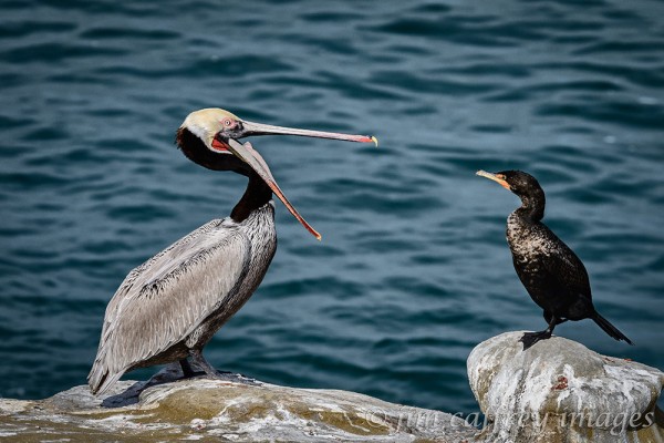 brown-pelican-and-cormorant-la-jolla