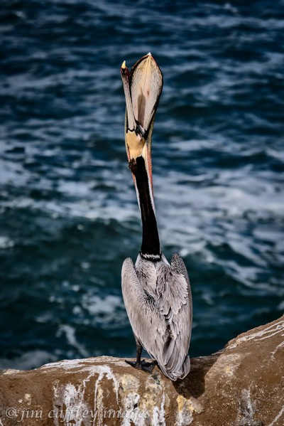 brown-pelican-head-toss